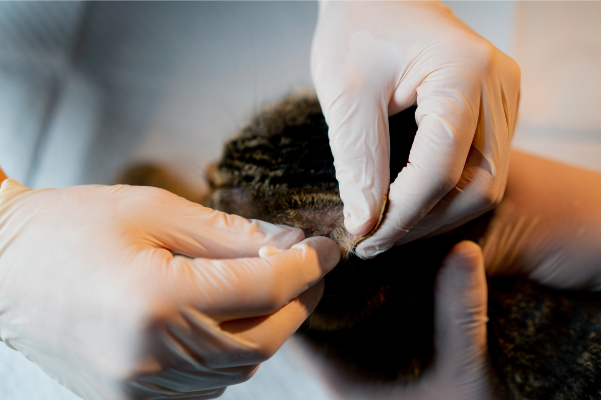 The Role of Platelet-Rich Plasma (PRP) Therapy in Hair Transplant Success and Growth
